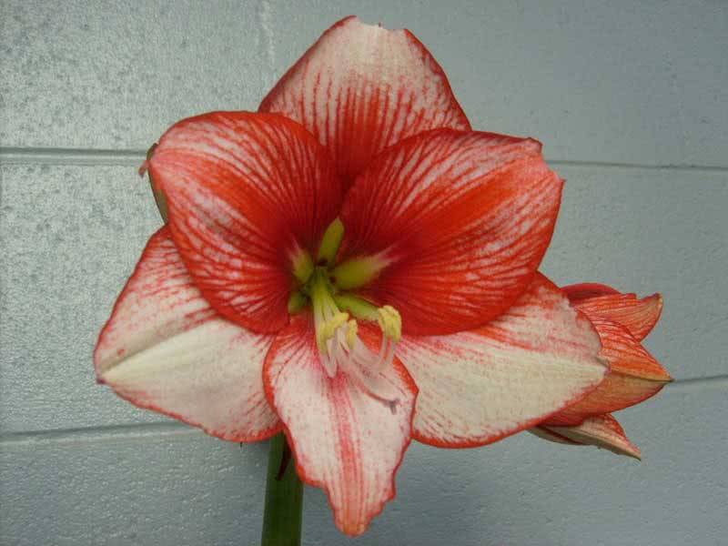 Hippeastrum hybridum / гиппеаструм гибридный