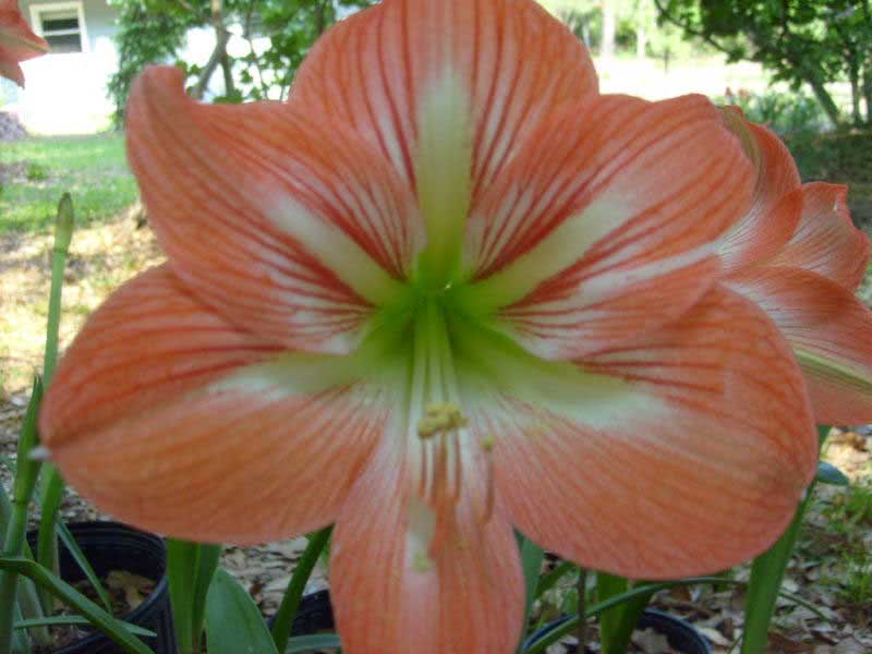 Hippeastrum hybridum / гиппеаструм гибридный
