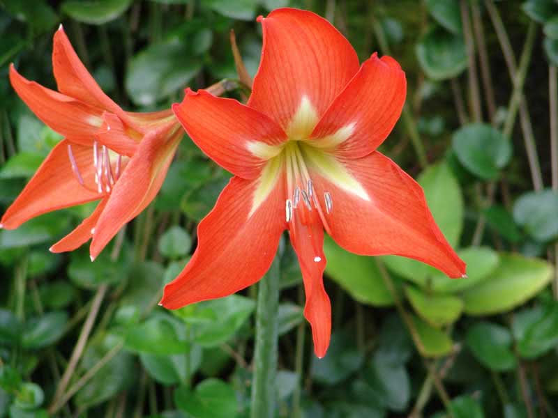 Hippeastrum reginae / гиппеаструм королевский