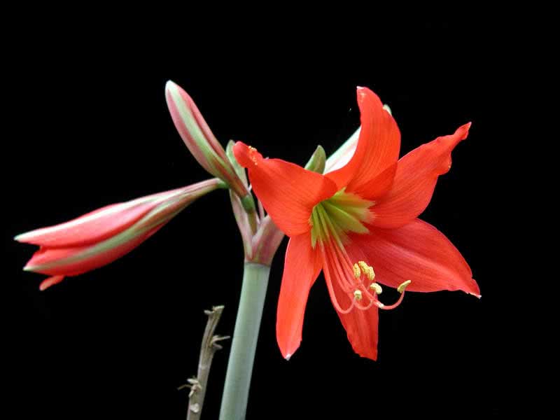 Hippeastrum reginae / гиппеаструм королевский
