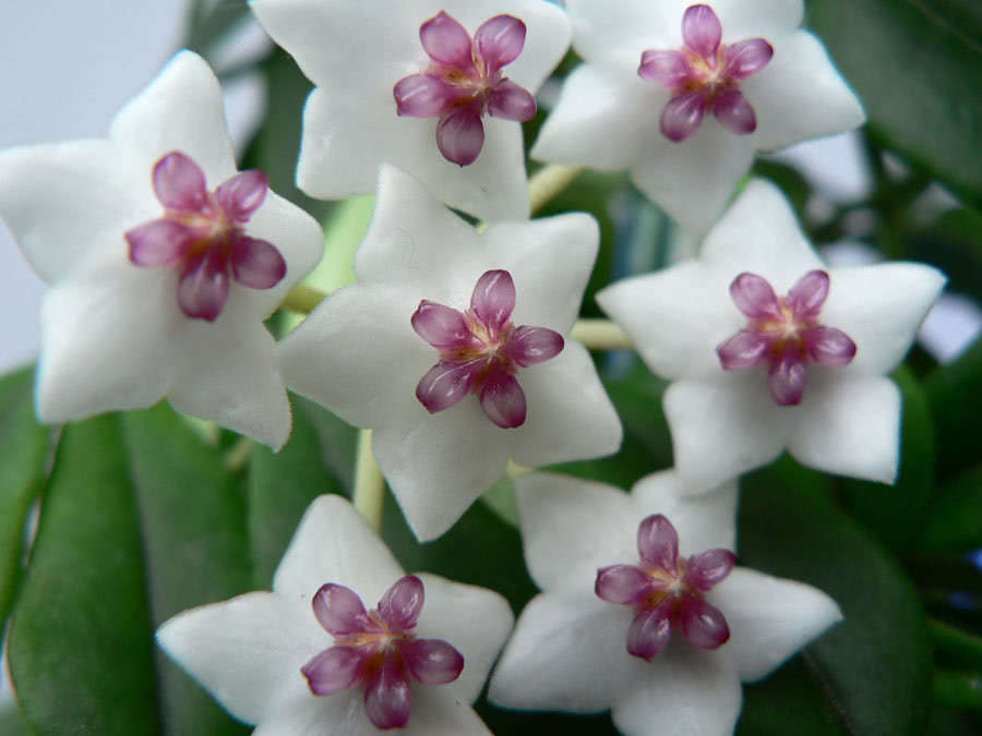 Hoya bella / хойя прекрасная