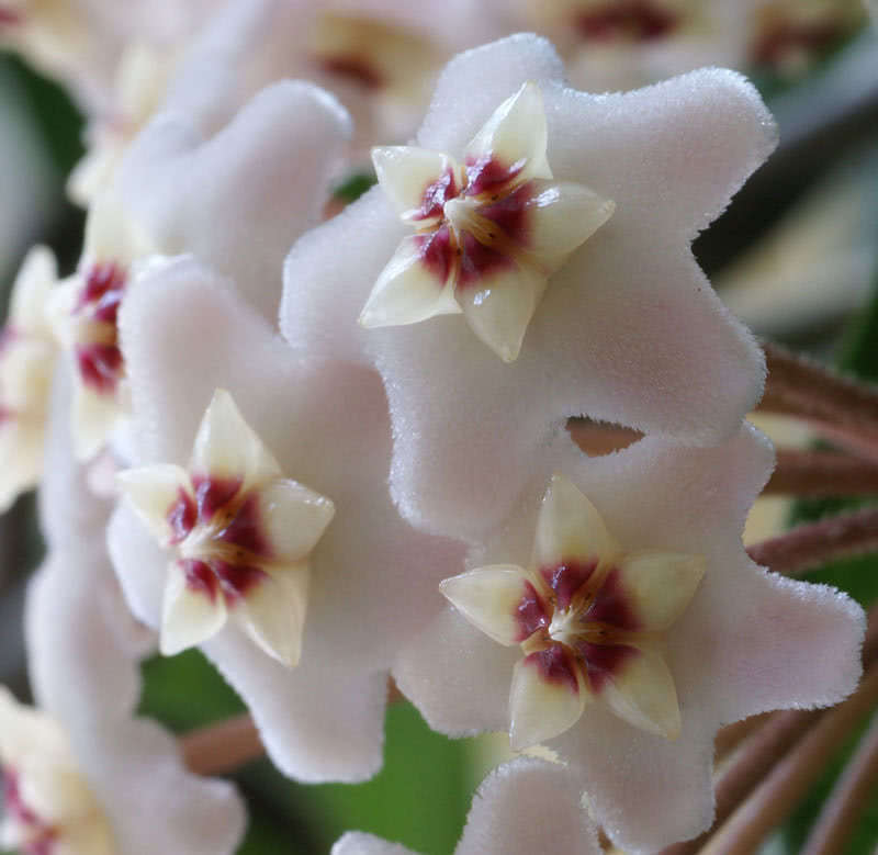 Hoya carnosa (motoskei) / хойя прекрасная (мотоскей)