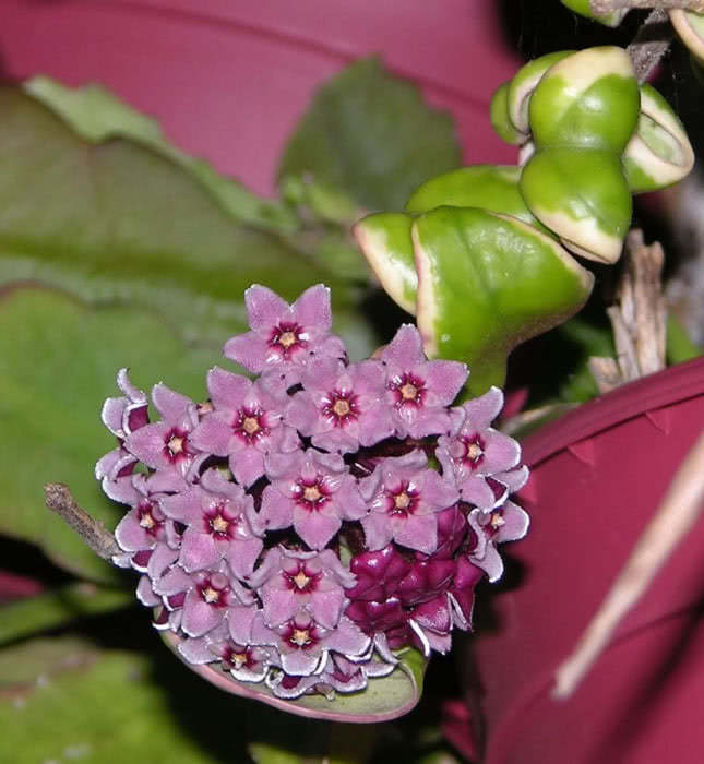 Hoya carnosa (motoskei) / хойя прекрасная (мотоскей)