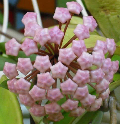 Hoya carnosa (motoskei) / хойя прекрасная (мотоскей)