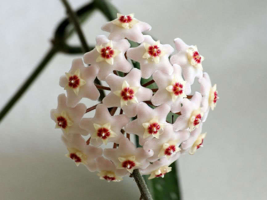 Hoya carnosa (motoskei) / хойя прекрасная (мотоскей)