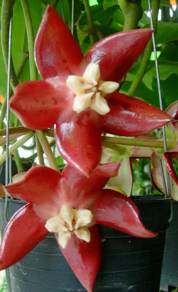 Hoya imperialis / хойя величественная