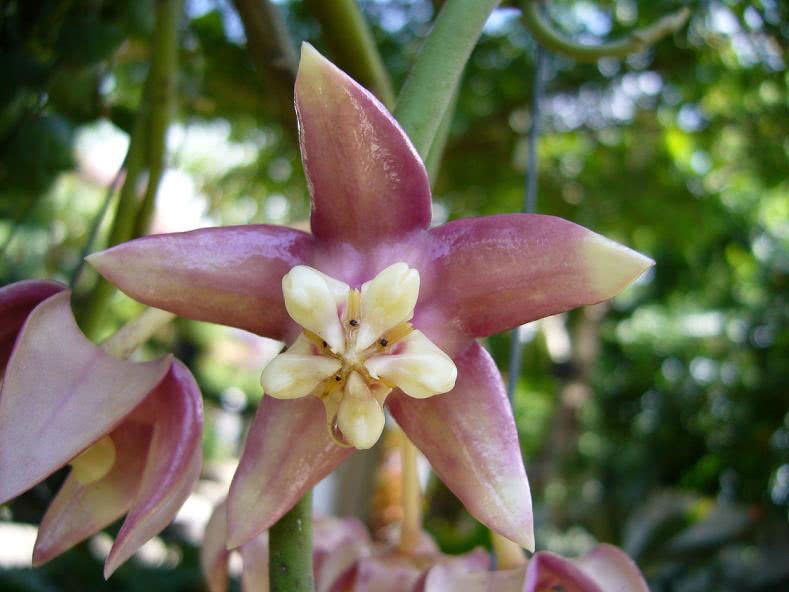 Hoya imperialis / хойя величественная