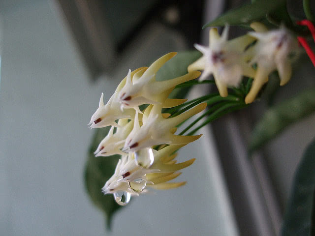 Hoya multiflora / хойя многоцветковая