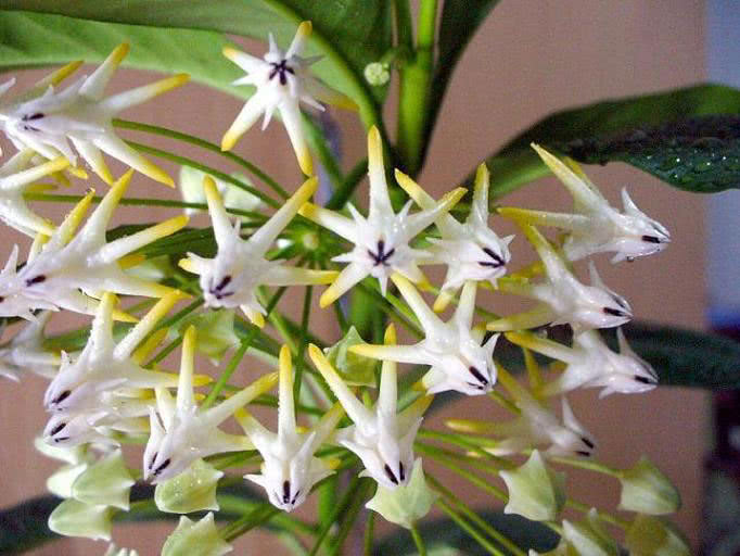 Hoya multiflora / хойя многоцветковая