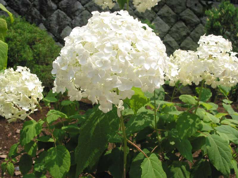 Hydrangea arborescens / гортензия древовидная