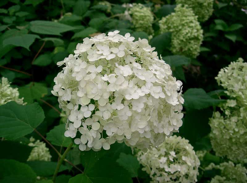 Hydrangea arborescens / гортензия древовидная