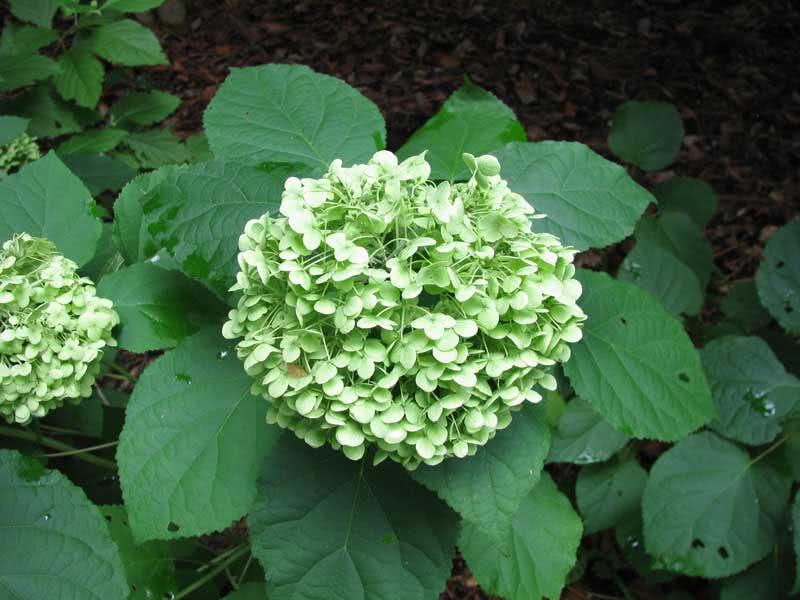 Hydrangea arborescens / гортензия древовидная