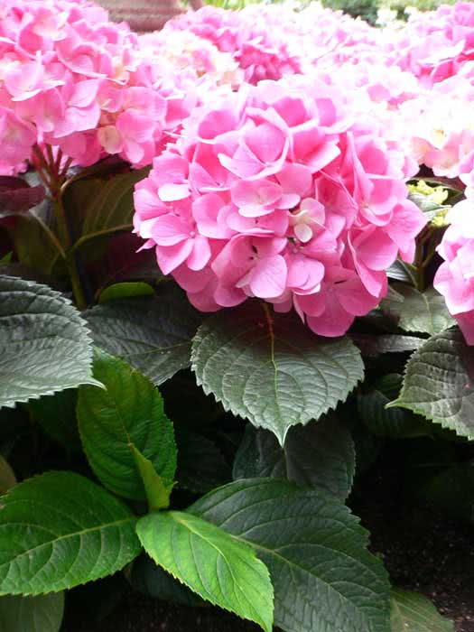 Hydrangea macrophylla / гортензия садовая (крупнолистная)