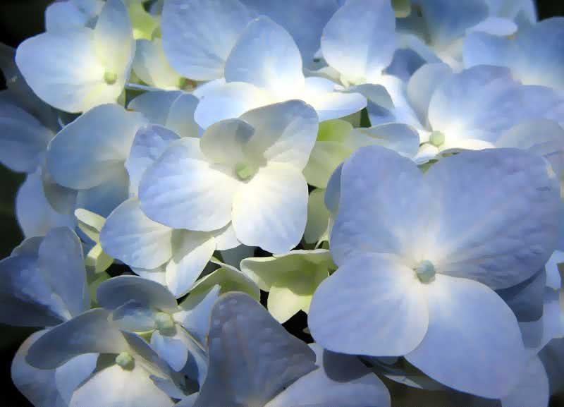 Hydrangea macrophylla / гортензия садовая (крупнолистная)