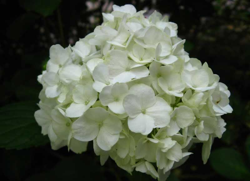 Hydrangea macrophylla / гортензия садовая (крупнолистная)