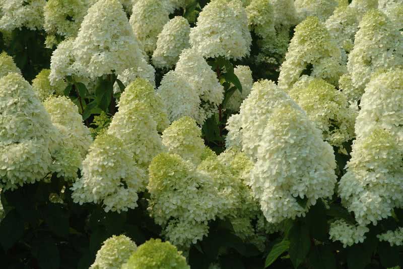 Hydrangea paniculata / гортензия метельчатая