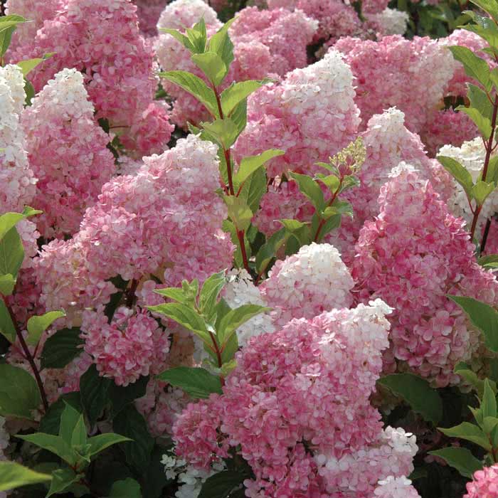 Hydrangea paniculata / гортензия метельчатая