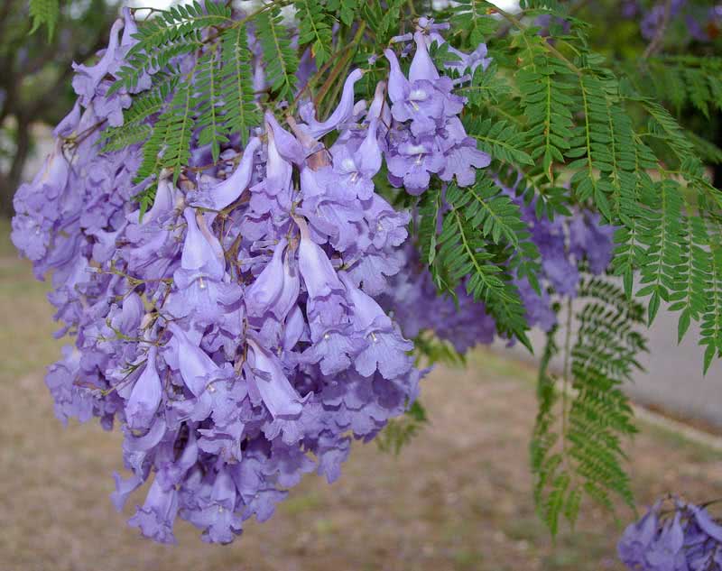 Jacaranda mimosifolia (ovalifolia) / жакаранда мимозолистная (овальнолистная)