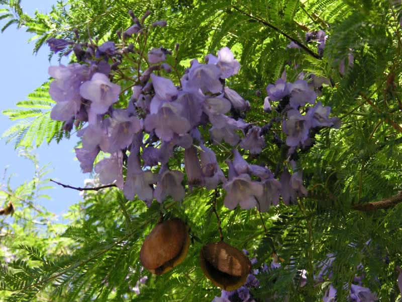 Jacaranda mimosifolia (ovalifolia) / жакаранда мимозолистная (овальнолистная)