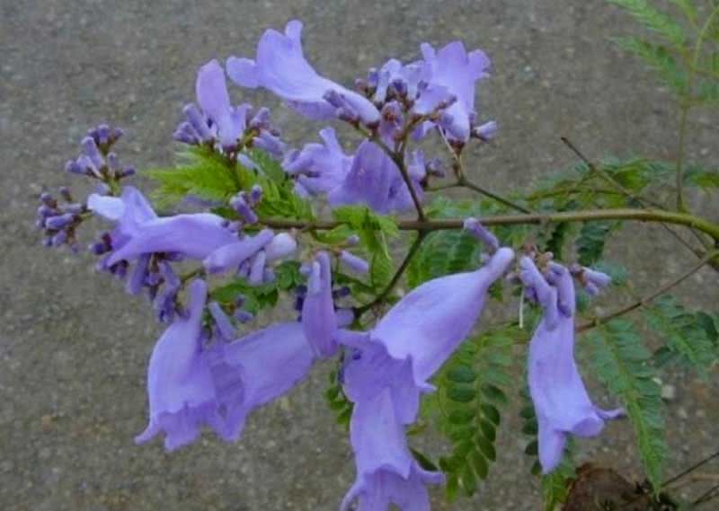 Jacaranda mimosifolia (ovalifolia) / жакаранда мимозолистная (овальнолистная)