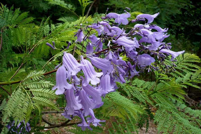 Jacaranda mimosifolia (ovalifolia) / жакаранда мимозолистная (овальнолистная)