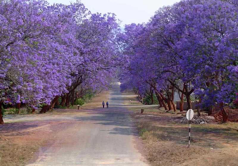Jacaranda mimosifolia (ovalifolia) / жакаранда мимозолистная (овальнолистная)