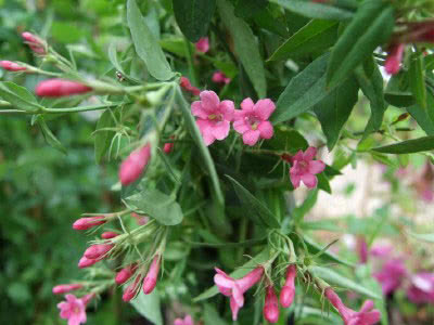 Jasminum beesianum / жасмин Биса