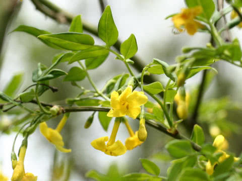 Jasminum humile / жасмин низкий