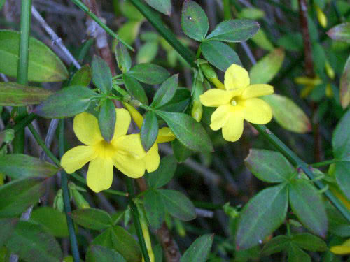Jasminum nudiflorum / жасмин голоцветковый