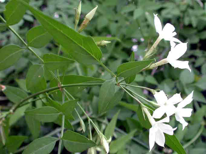 Jasminum officinale / жасмин лекарственный