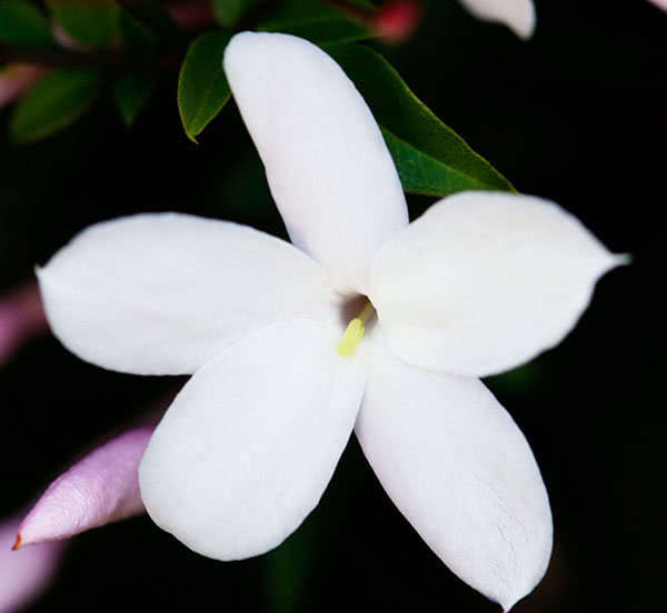 Jasminum polyanthum / жасмин многоцветковый