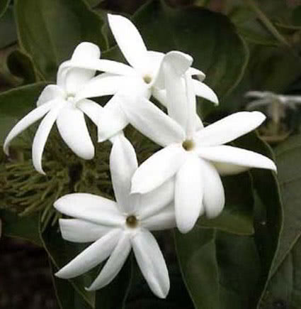 Jasminum sambac / жасмин самбак (Жасмин аравийский)