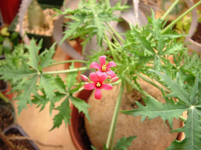 Jatropha berlandieri / ятрофа Берландье