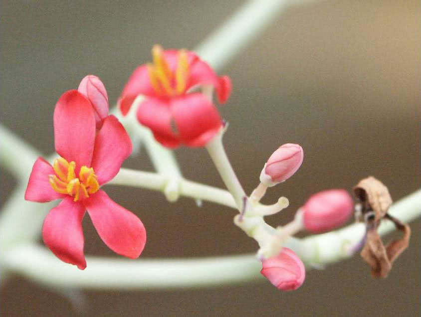 Jatropha berlandieri / ятрофа Берландье