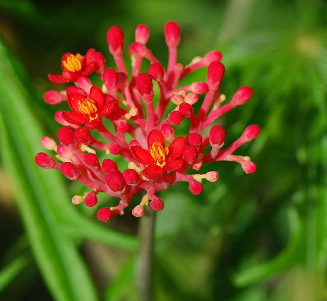 Jatropha multifida / ятрофа рассечённая