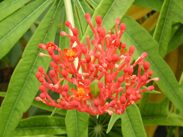 Jatropha multifida / ятрофа рассечённая