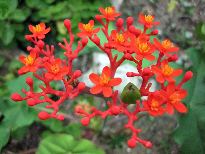 Jatropha podagrica / ятрофа подагрическая