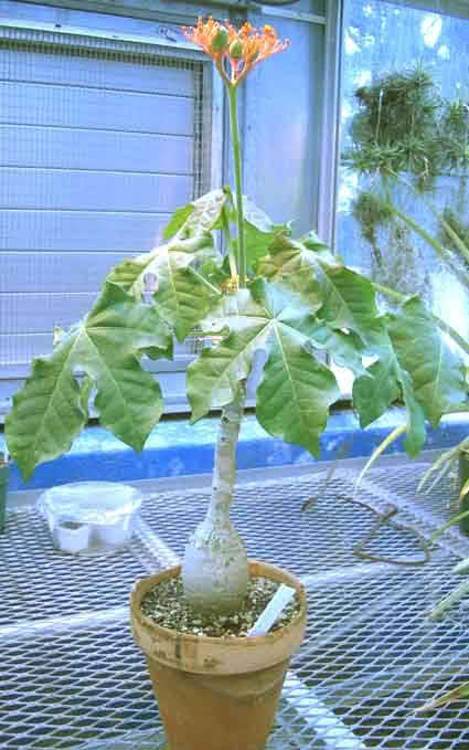 Jatropha podagrica / ятрофа подагрическая