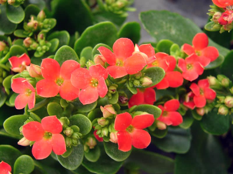 Kalanchoe blossfeldiana / каланхоэ Блоссфельда