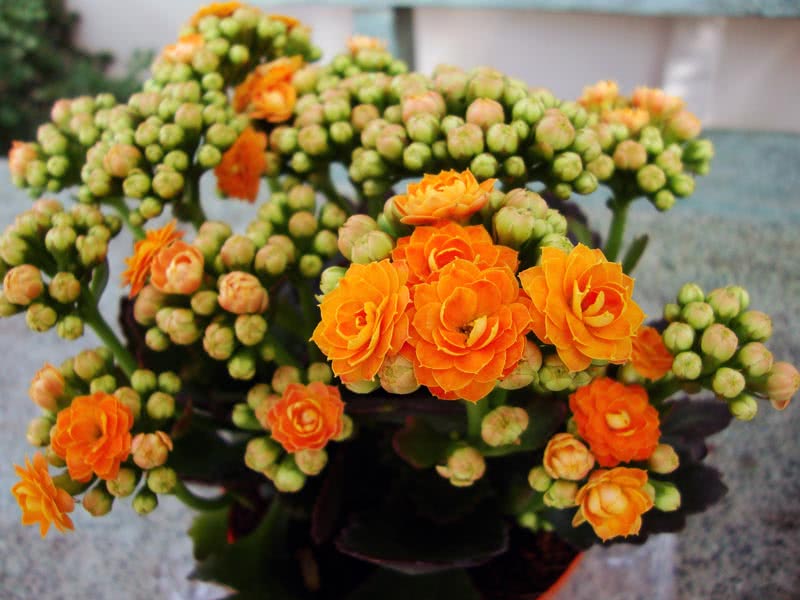 Kalanchoe blossfeldiana / каланхоэ Блоссфельда
