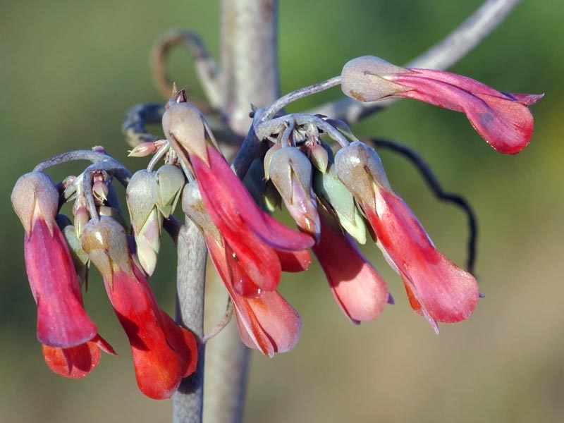 Kalanchoe daigremontiana / каланхоэ Дегремона