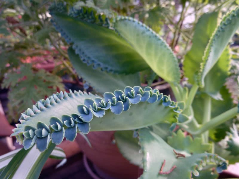 Kalanchoe daigremontiana / каланхоэ Дегремона