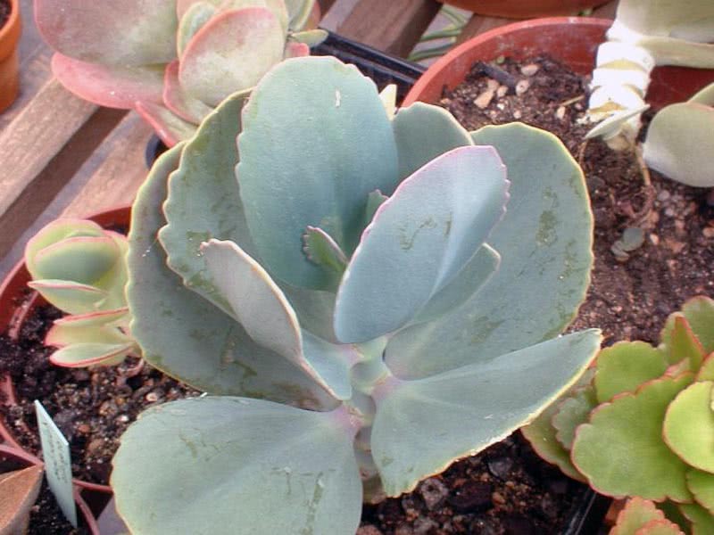 Kalanchoe grandiflora (marmorata) / каланхоэ крупноцветковое (мраморное)