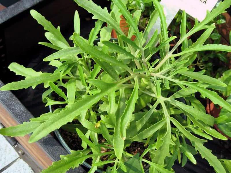 Kalanchoe laciniata / каланхоэ рассеченное (дольчатое)
