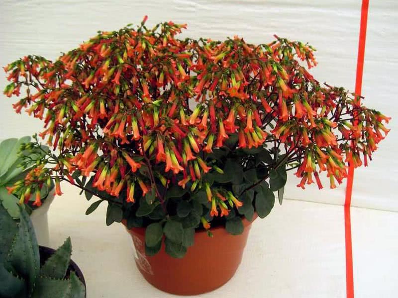 Kalanchoe manginii / каланхоэ Мангина