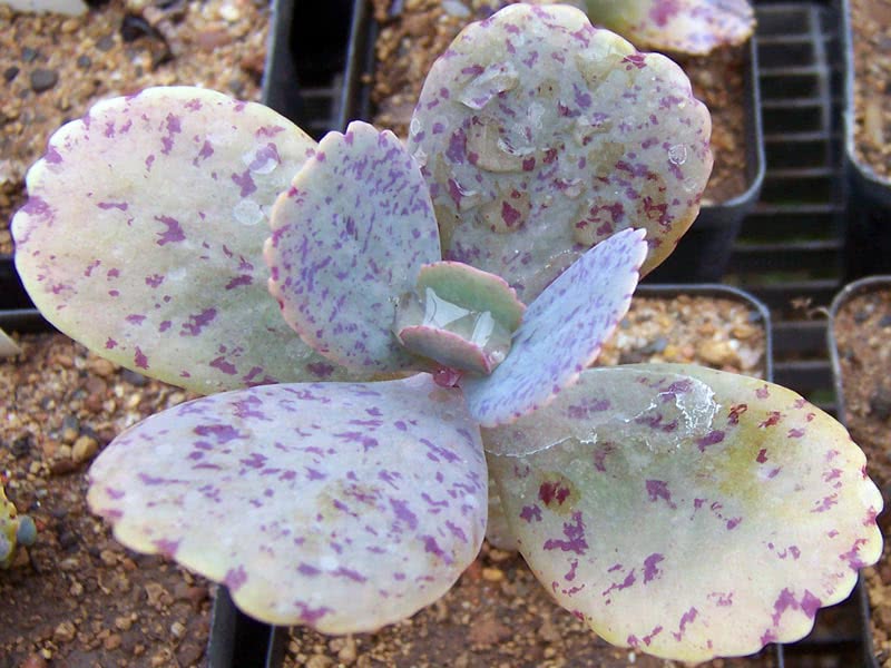 Kalanchoe marmorata (grandiflora or somaliensis) / каланхоэ мраморное (крупноцветковое или сомалийское)