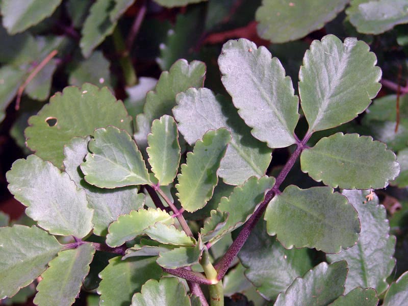 Kalanchoe pinnata / каланхоэ перистое