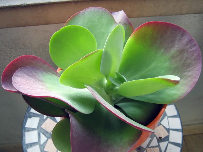 Kalanchoe thyrsiflora / каланхоэ метельчатоцветковое