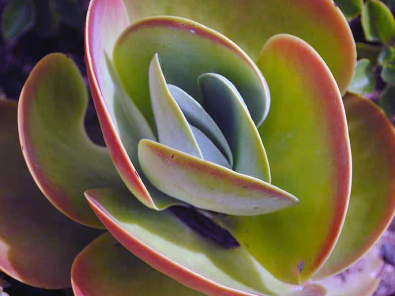 Kalanchoe thyrsiflora / каланхоэ метельчатоцветковое