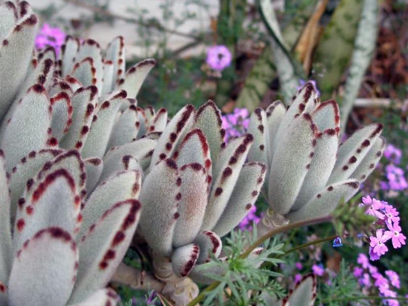 Kalanchoe tomentosa / каланхоэ войлочное
